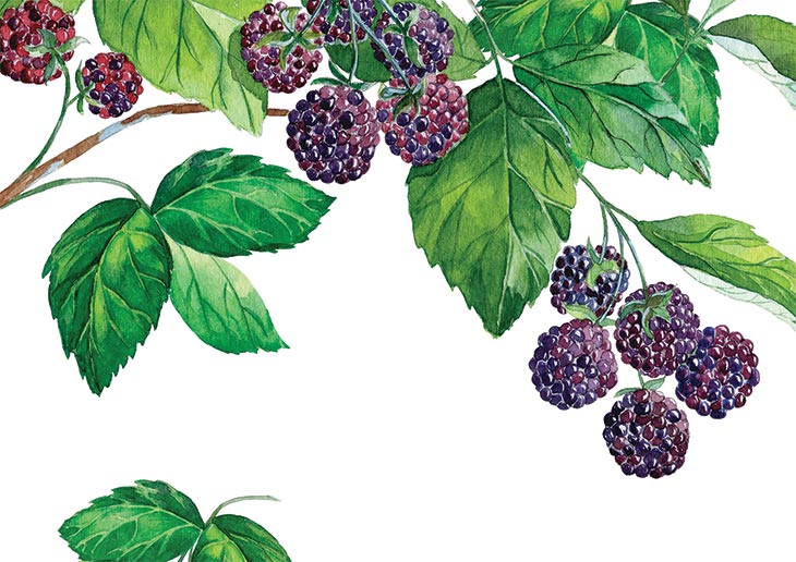 Blackberries