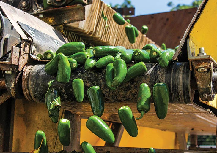 Jalapenos tumbling