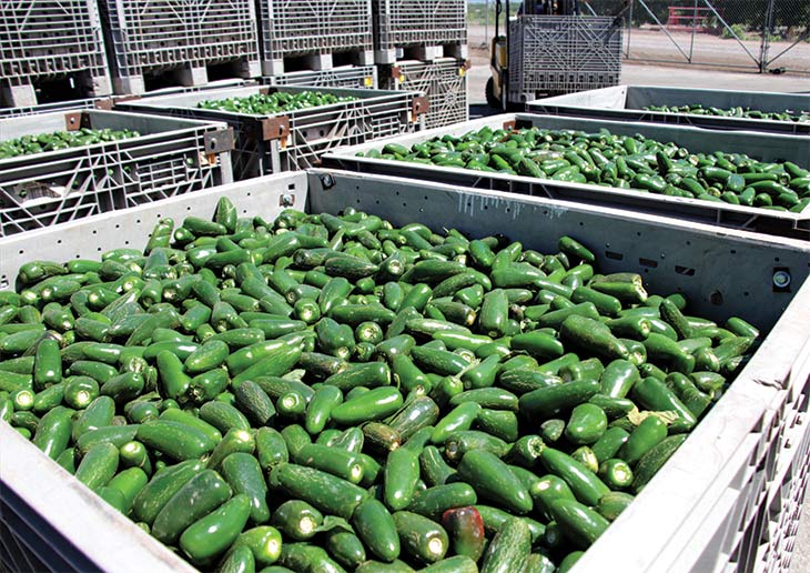 Jalapenos arrive