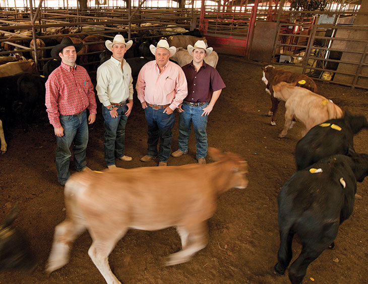 The Scarmardo family and cows