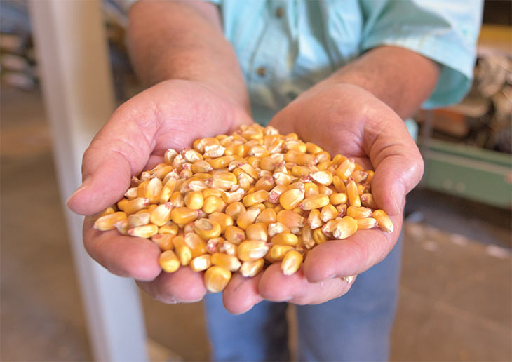 Hands full of seed