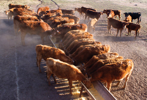 Cattle feeding