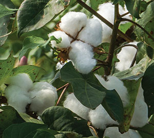 Cotton plant