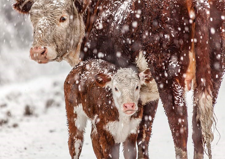 Calf in snow