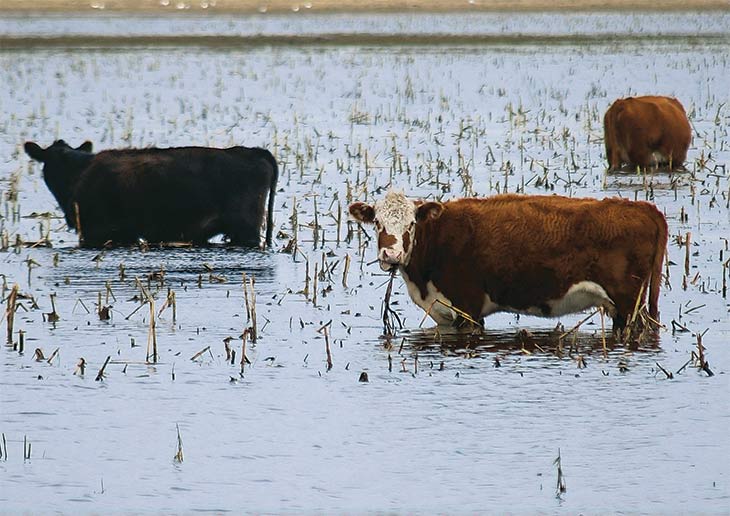 Cows in water