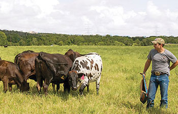 Josh Eilers with Cattle