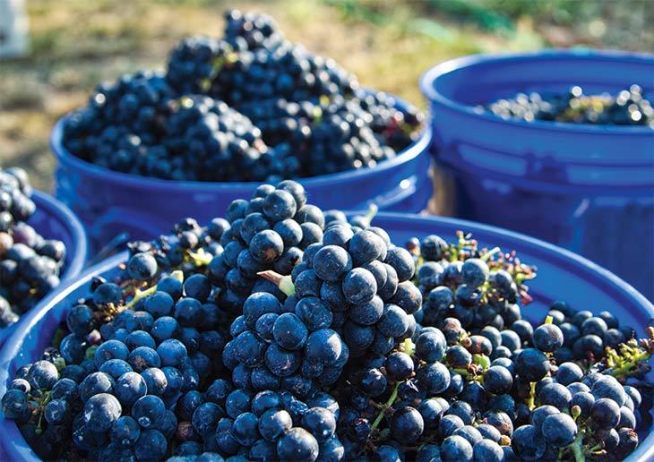 Buckets full of grapes