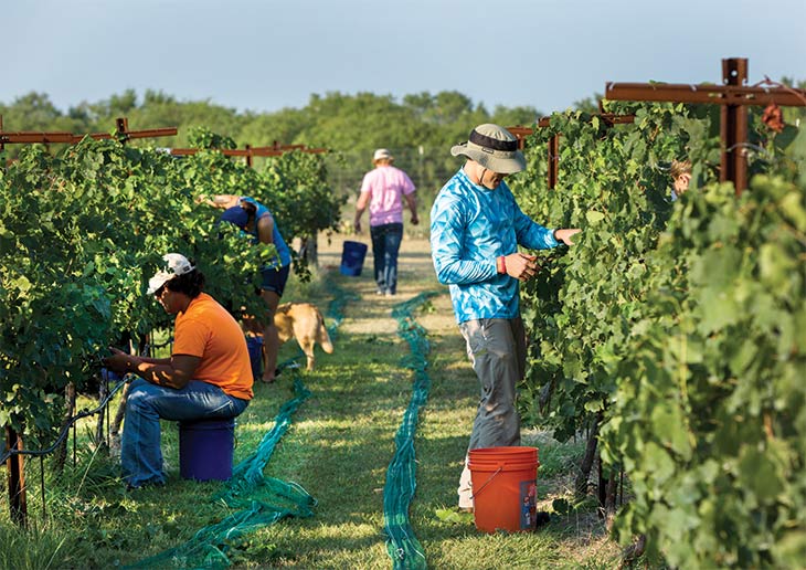 Harvesting grapes