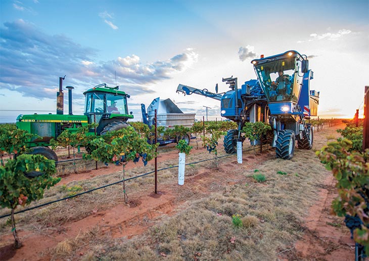 Harvesting grapes in Brownfield, Texas