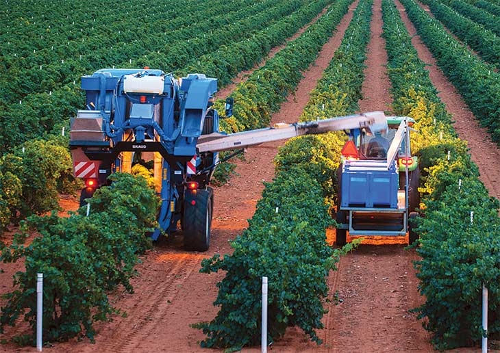 Harvesting grapes