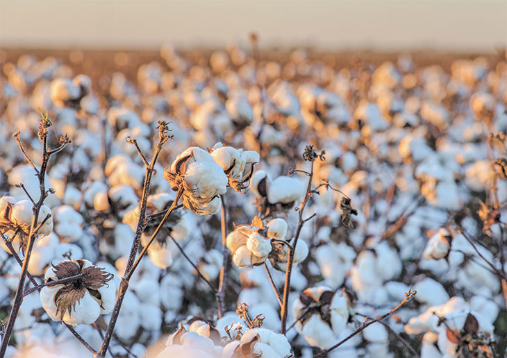 Cotton field