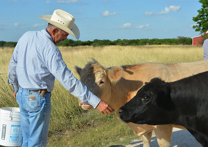 Pete Flores feeding cattle