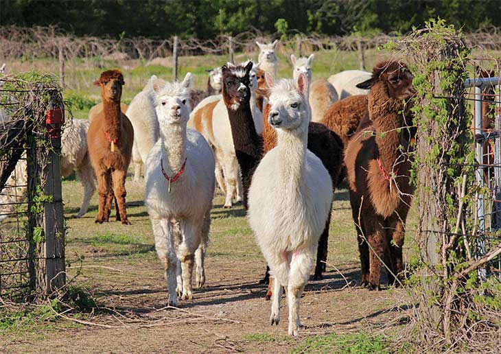 Pack of alpacas