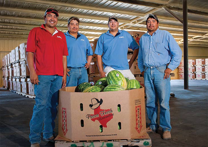 Boxes of watermelons