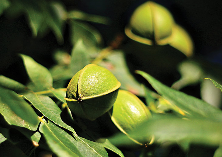 Pecans on a tree