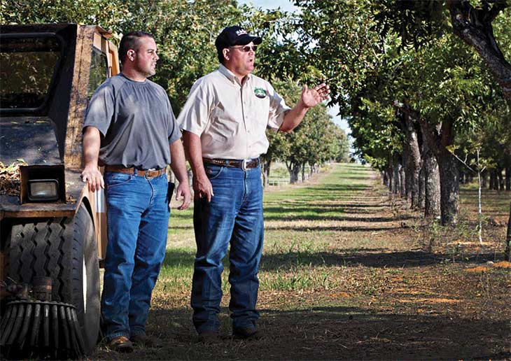 Shaking the pecan trees