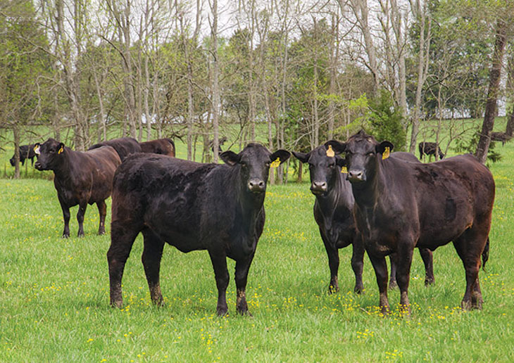 Brangus cow