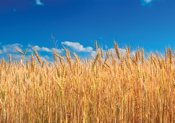 wheat field