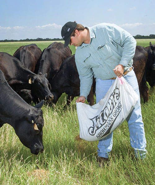 Holden Jacoby feeding cows