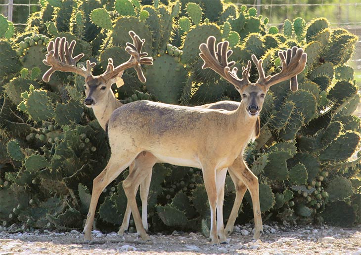 Two deer with cactus