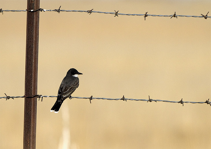 Bird on a boundary