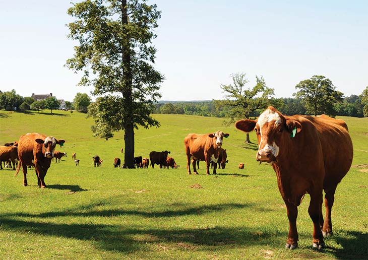 Red Brangus, Hereford and Angus cattle graze