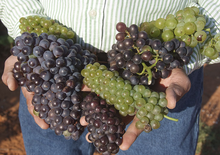 Vineyard and Grape Cluster