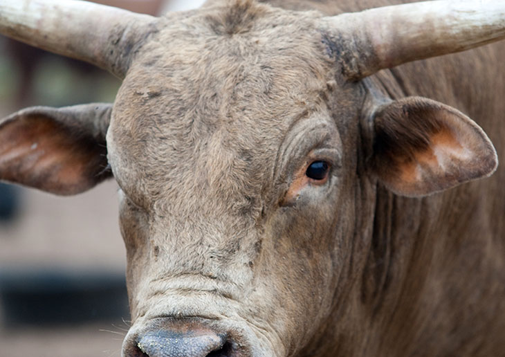 One of Andrews Rodeo Company's bucking bulls