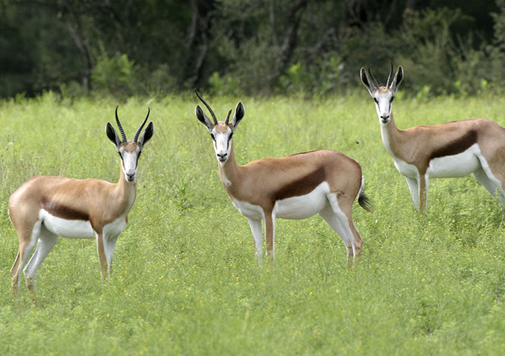 impala