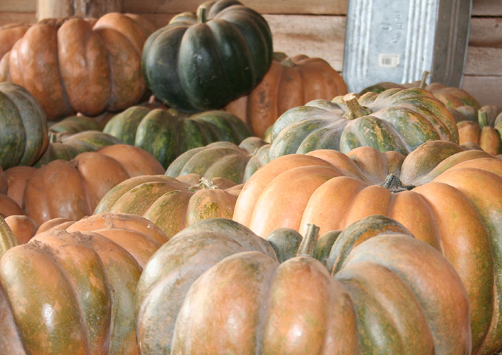 Cinderella pumpkins