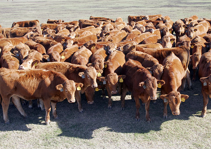 Akaushi beef cattle
