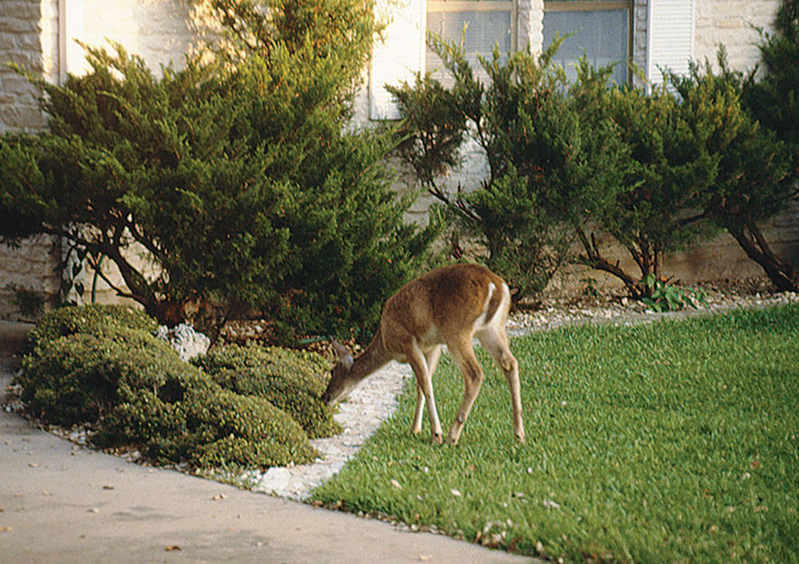 Deer eating shrub