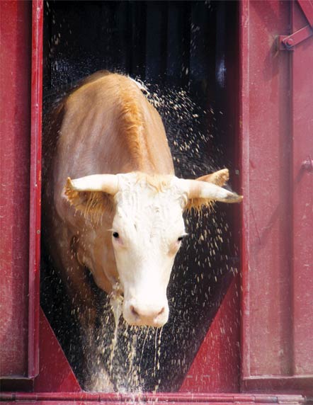 Cow being treated for fever ticks