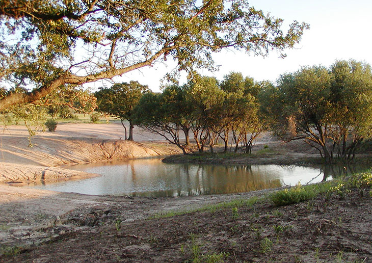 Pond with trees