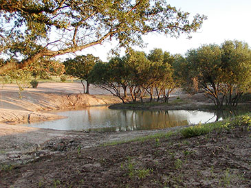 Pond with trees