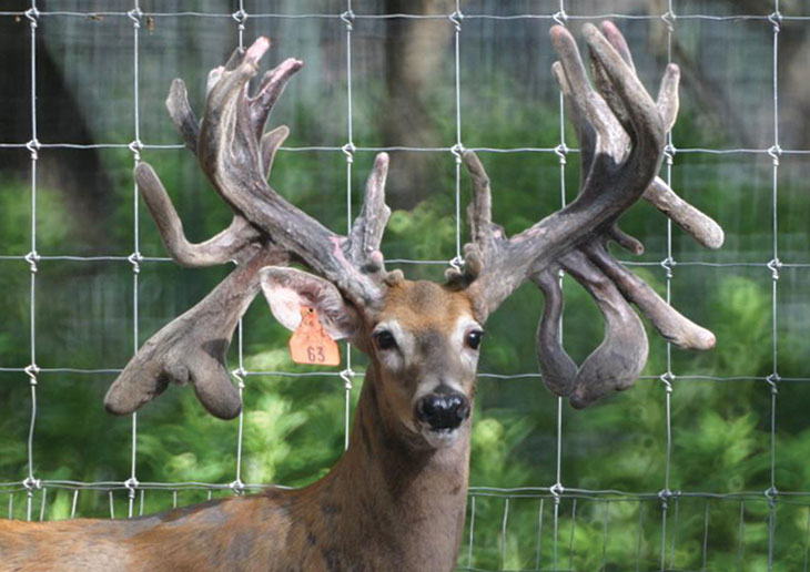 Buck with cool antlers