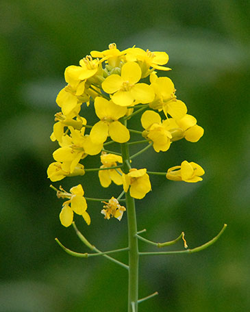 Rapeseed flowers