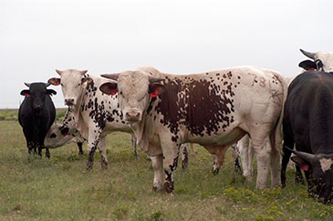 Rodeo Bulls on grass