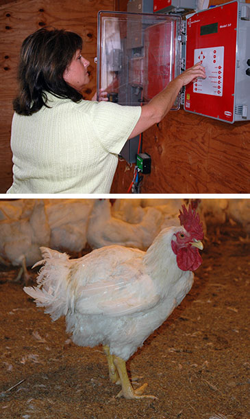 Susie Caskey above a white chicken