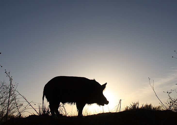Hog at sunrise