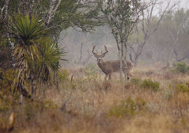 A deer in the wilderness