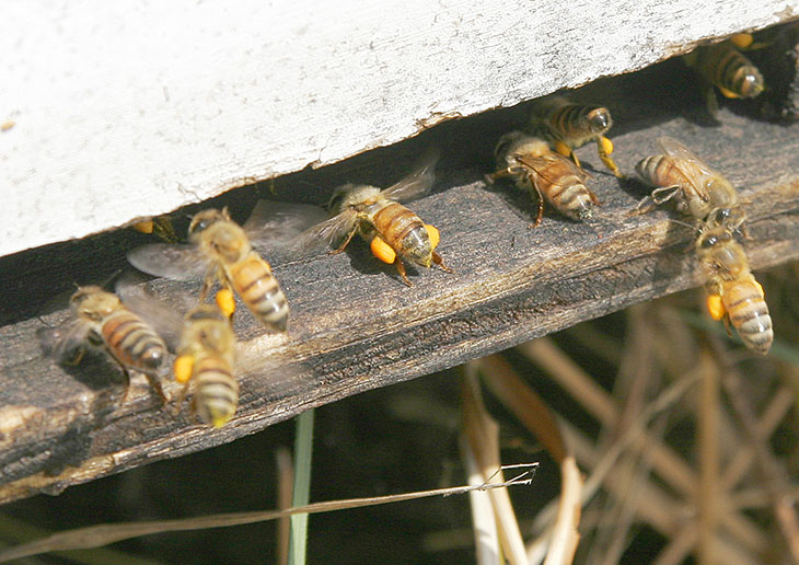 Female worker bees deposit nectar and pollen.