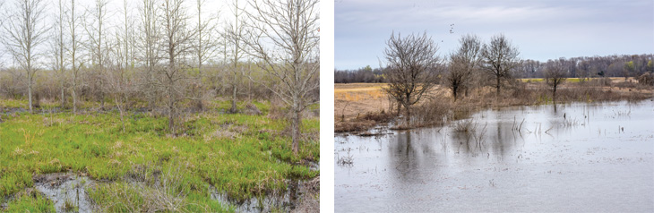 Natural wetlands