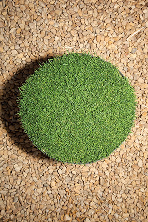 Turf Sample