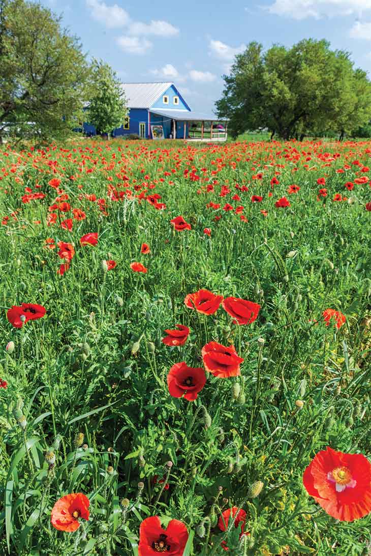 red poppies