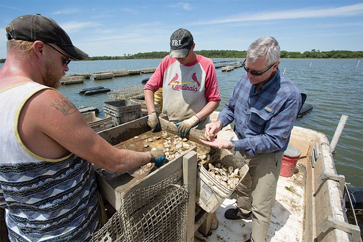 Checking quality of oysters