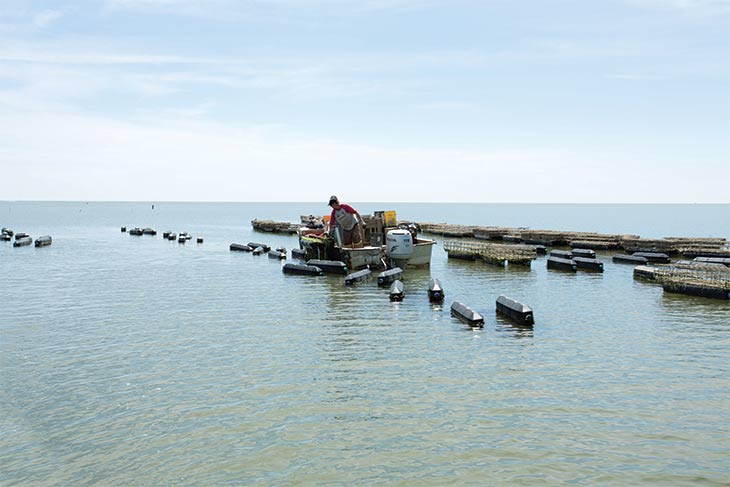 Oysters raised in floating baskets