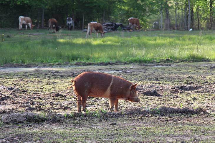 Red wattle hogs