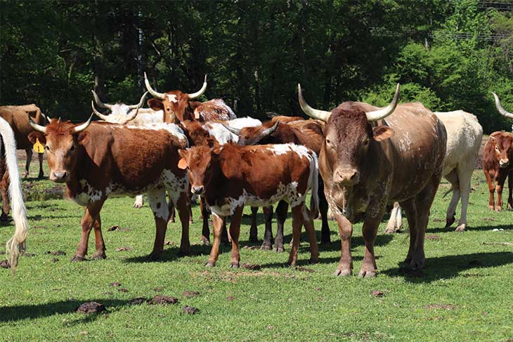 Pineywoods cattle