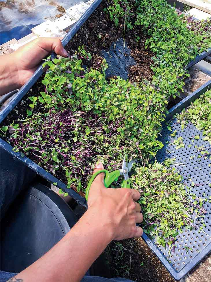 Microgreens